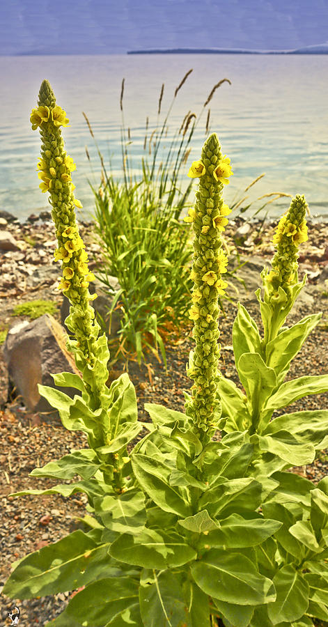 Mullein #2 Photograph by Joyce Dickens