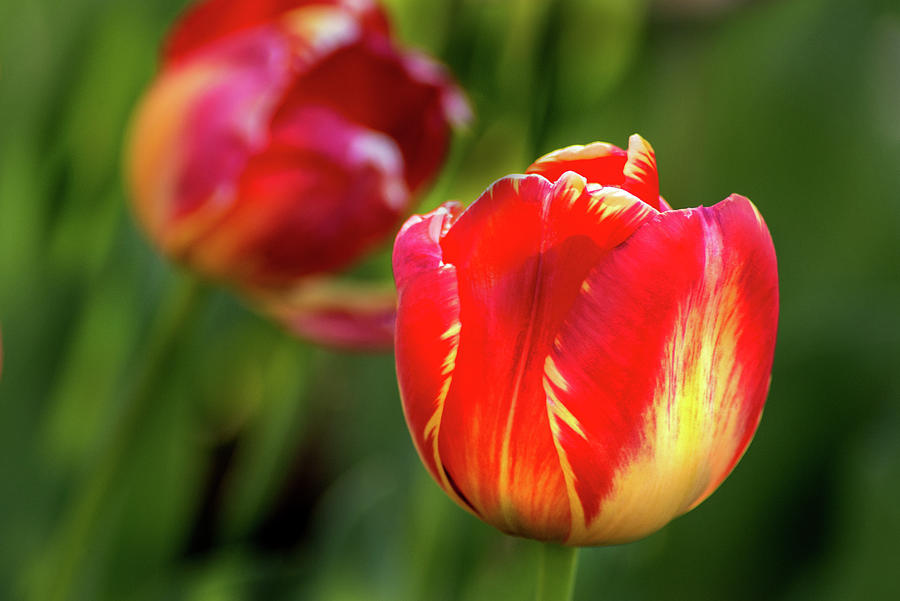 Multi-Colored Tulip #1 Photograph by Don Johnson