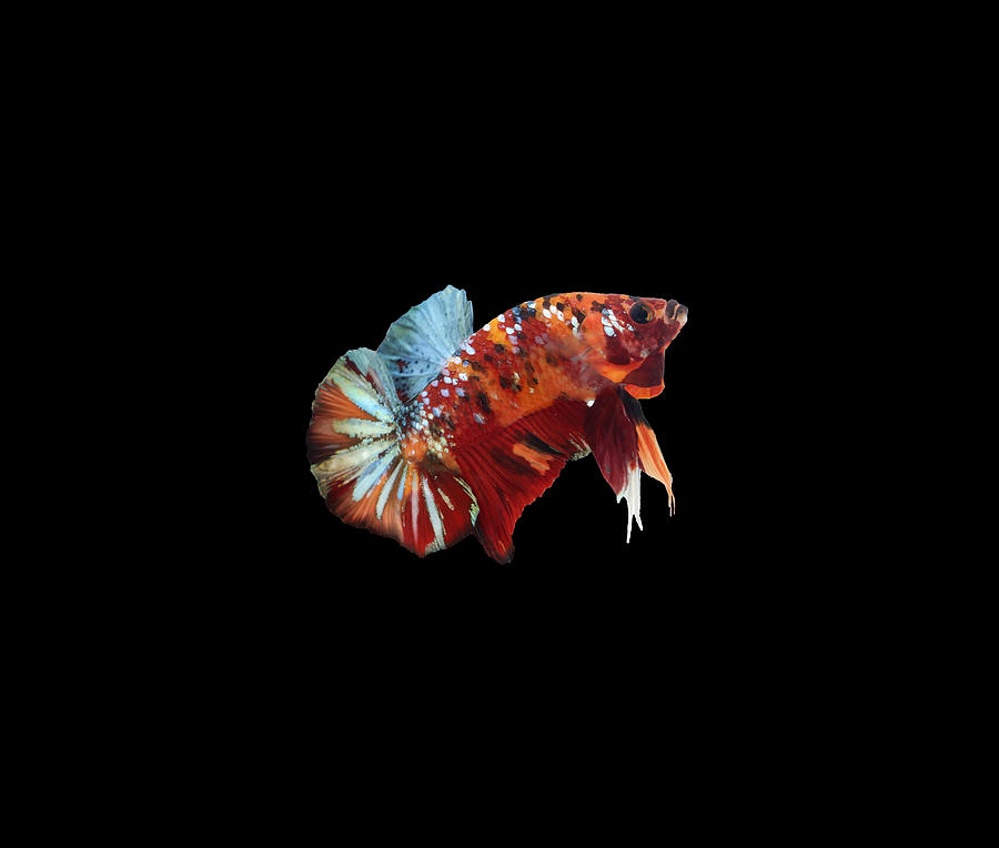 Multicolor Betta Fish #1 Digital Art by Sambel Pedes