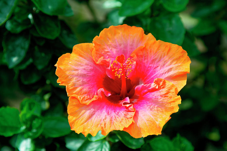 Multicolor Hibiscus #2 Photograph by Sally Weigand