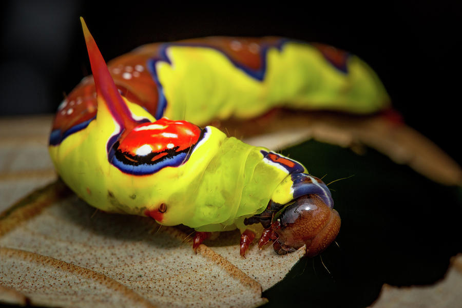 1 Multicolored Caterpillar Jorge Garcia 