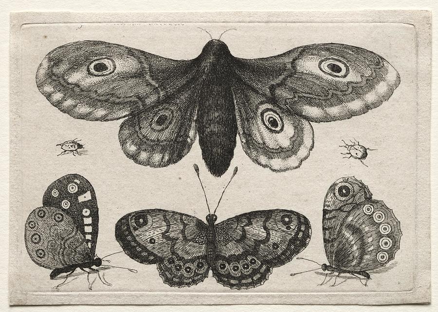 Muscarum Scarabeorum vermiumque Variae Figure Formae A Moth Three ...