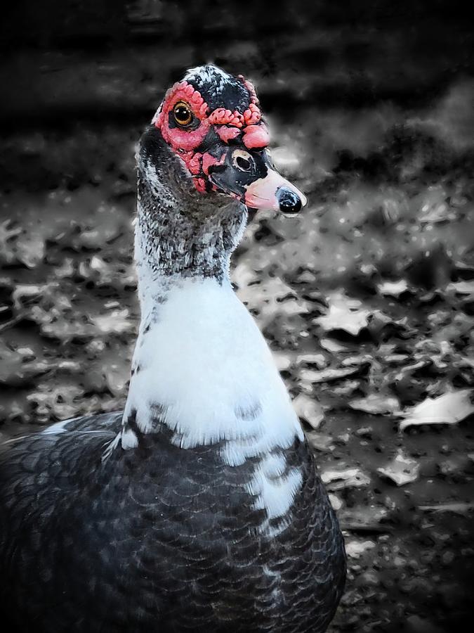 Muscovy Duck #1 Photograph by Ally White