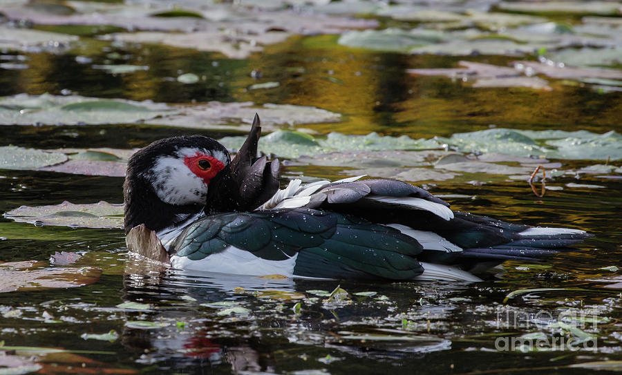 Muscovy Duck #1 Photograph by Eva Lechner