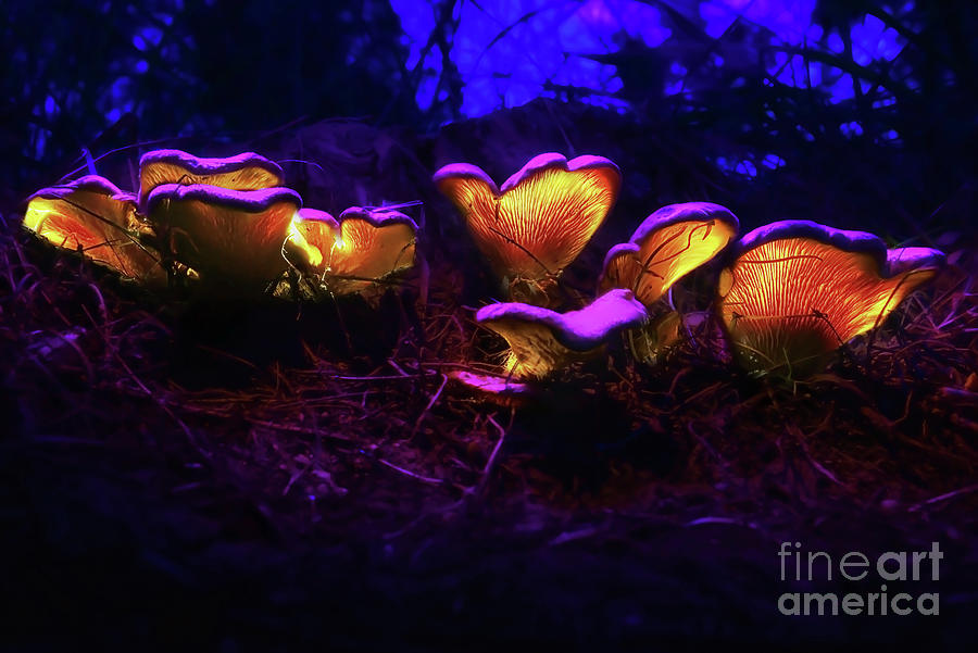Glowing Mushroom 6 Photograph by Benny Woodoo