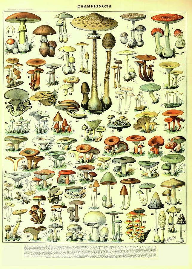 Mushroom Digital Art by Adolphe Millot - Fine Art America