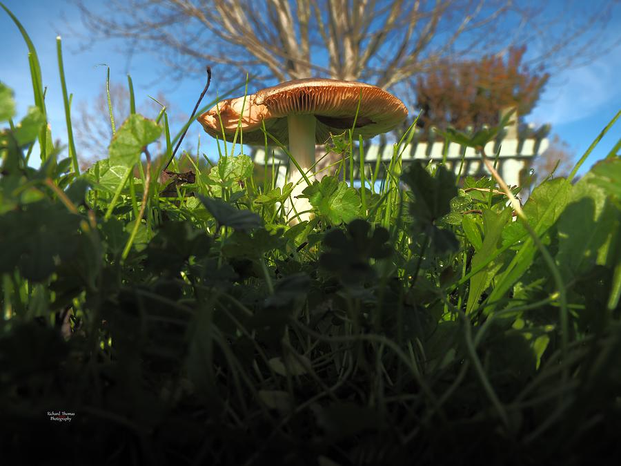 Mushroom and Pergola #1 Photograph by Richard Thomas