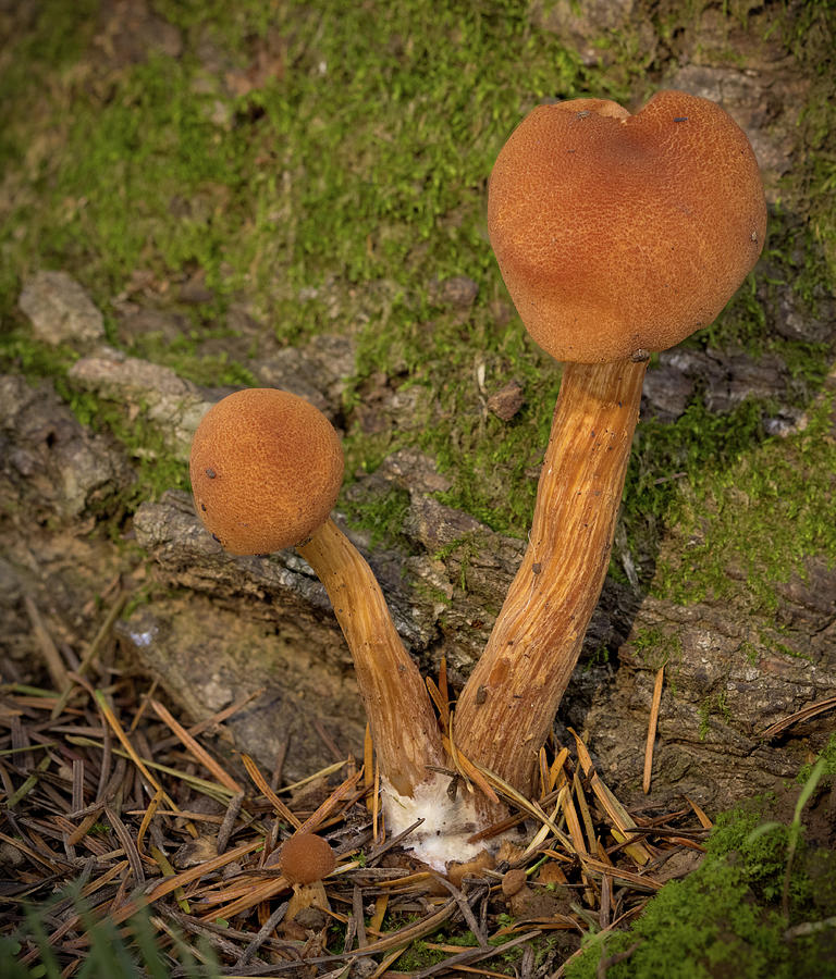 Mushroom Couple  #1 Photograph by Jean Noren