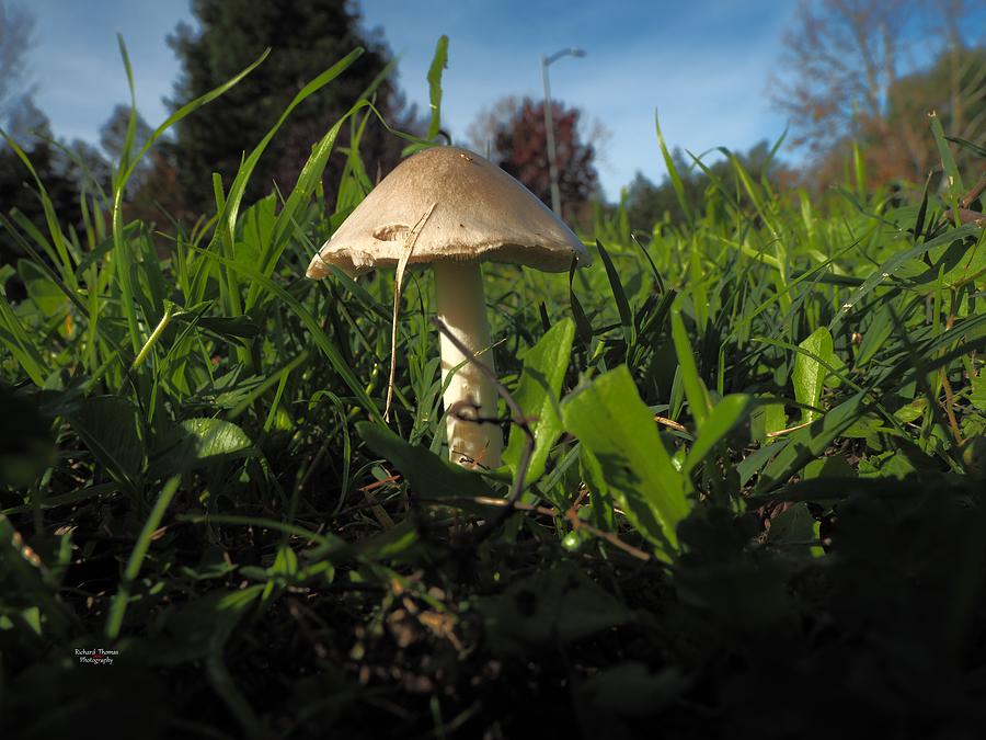 Mushroom Macro #1 Photograph by Richard Thomas