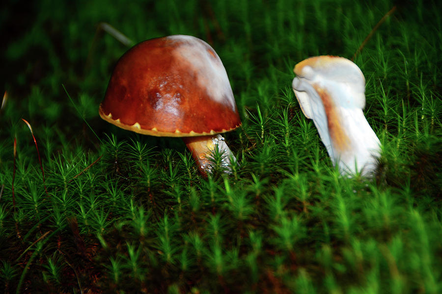 Mushroom Pair #1 Photograph by Raymond Salani III