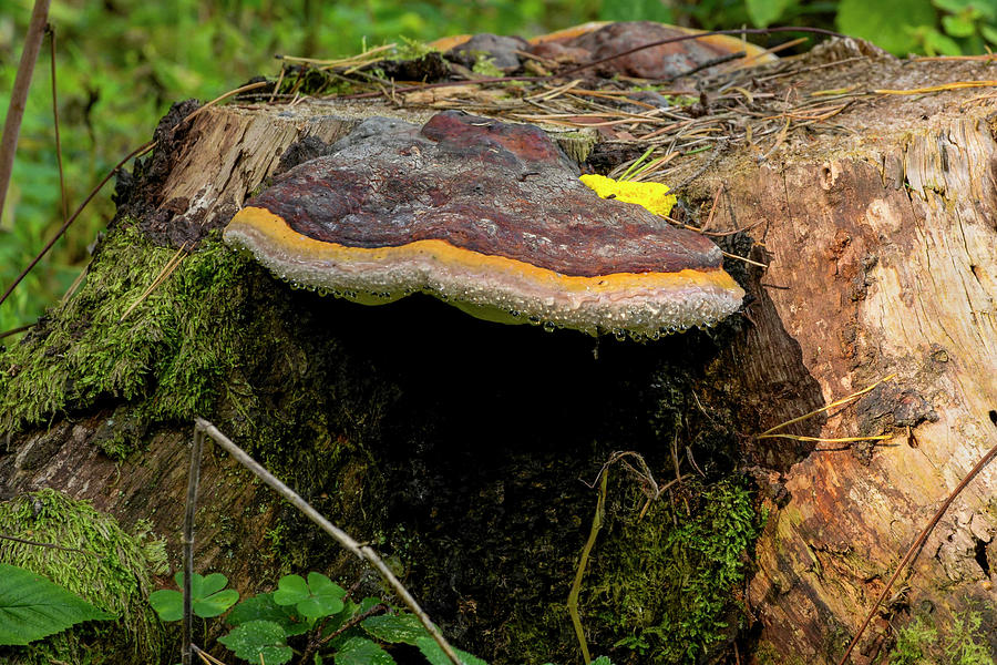 Mushroom. Photograph by Sergei Fomichev