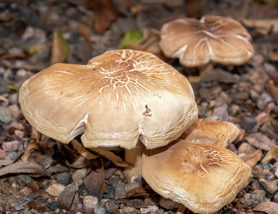 Mushroom Trio Photograph