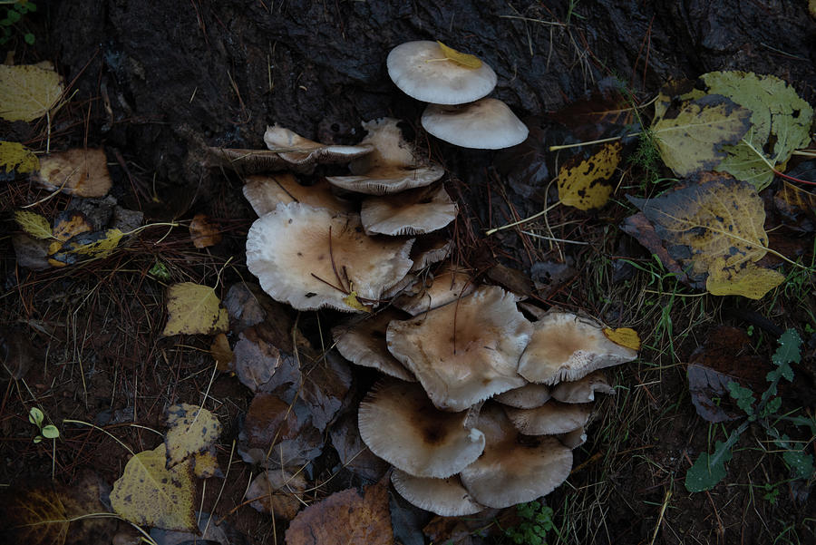 Mushrooms #1 Photograph by Eleni Kouri