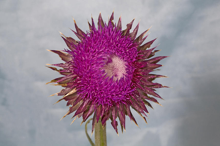 Musk Thistle #1 Photograph by Buddy Mays