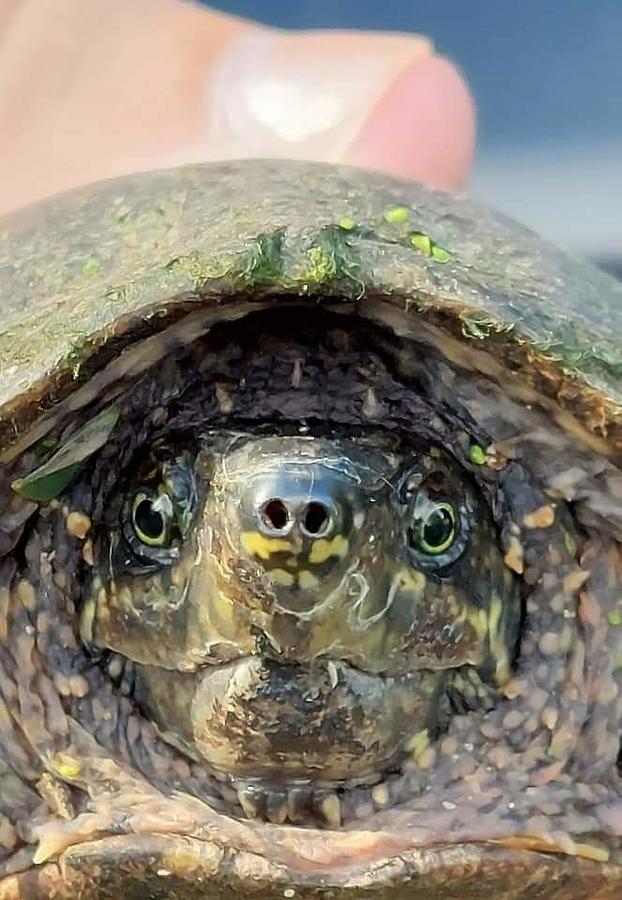 Musk Turtle Photograph by Tracy Chambers | Fine Art America