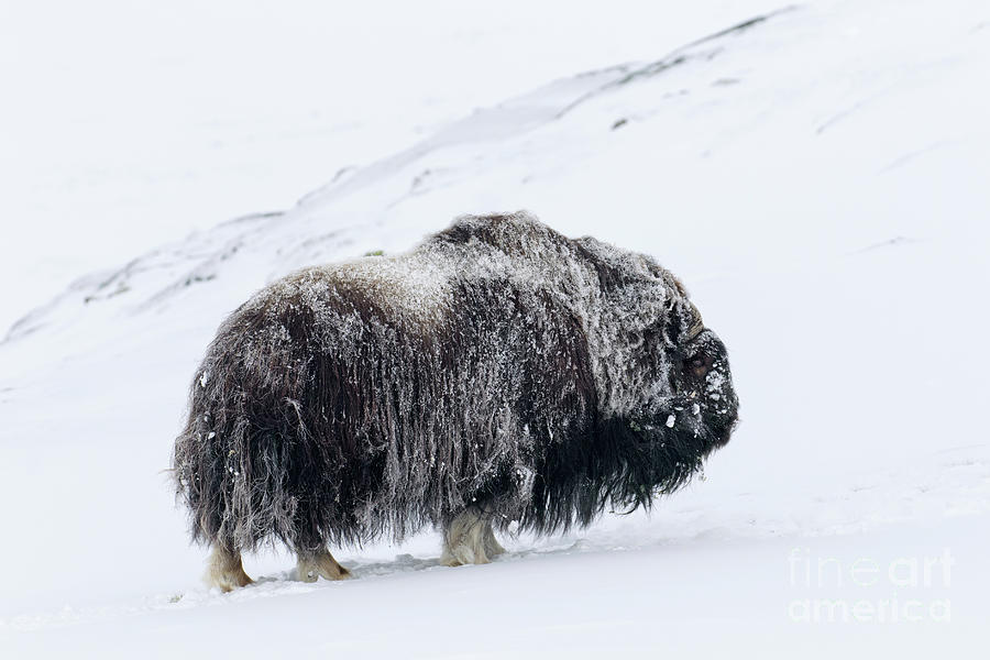 Muskox Bull #1 Photograph by Arterra Picture Library