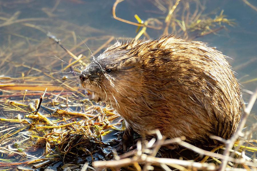 Muskrat by Michael Chatt Muskrat by Michael Chatt