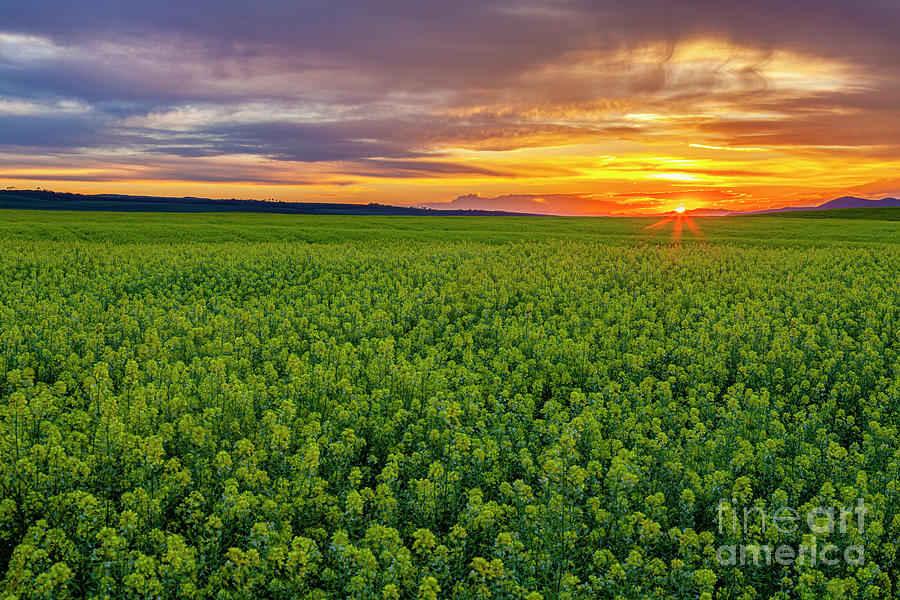 Mustard Field at Sunset #1 Photograph by Bret Barton