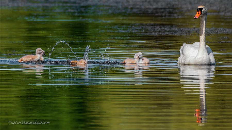 Mute Swan And Cygnus Playing Photograph