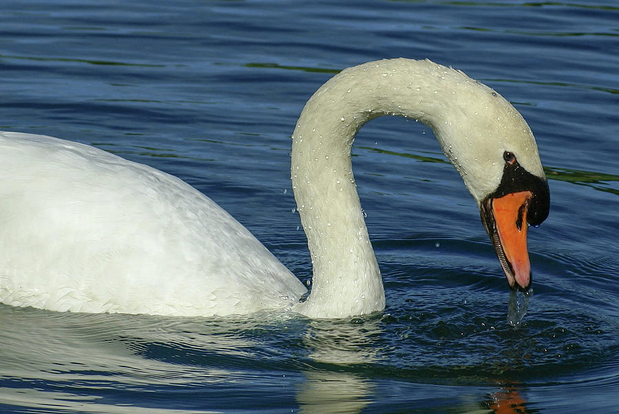 Mute Swan #2 Photograph by Deb Beausoleil