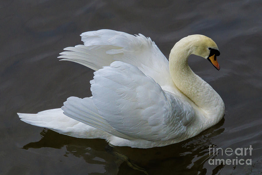 Spring Photograph - Mute Swan in Galway Bay, Ireland #3 #1 by Nancy Gleason