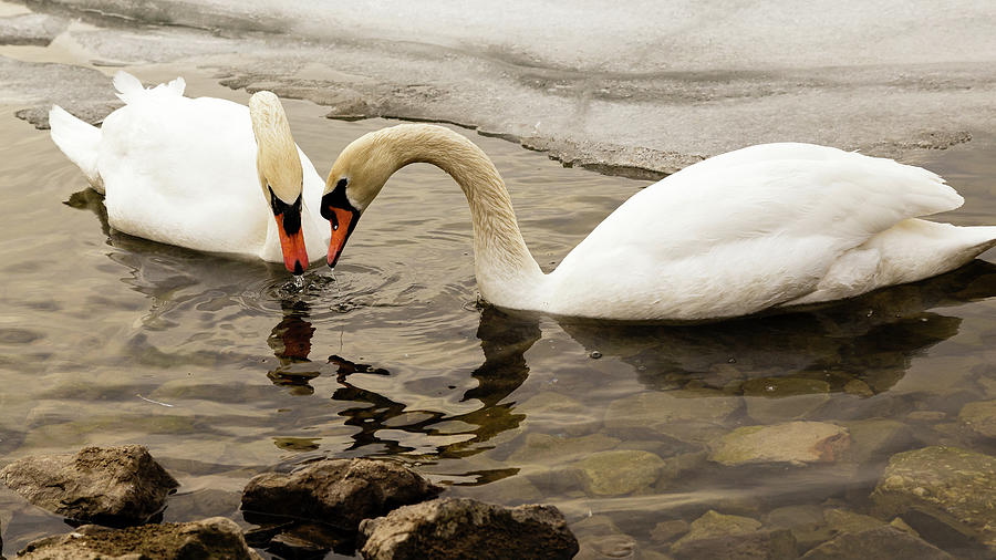 Mute swan pair #1 Photograph by SAURAVphoto Online Store