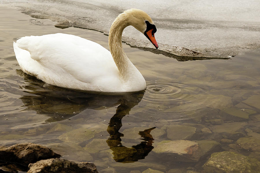 Mute swan #1 Photograph by SAURAVphoto Online Store