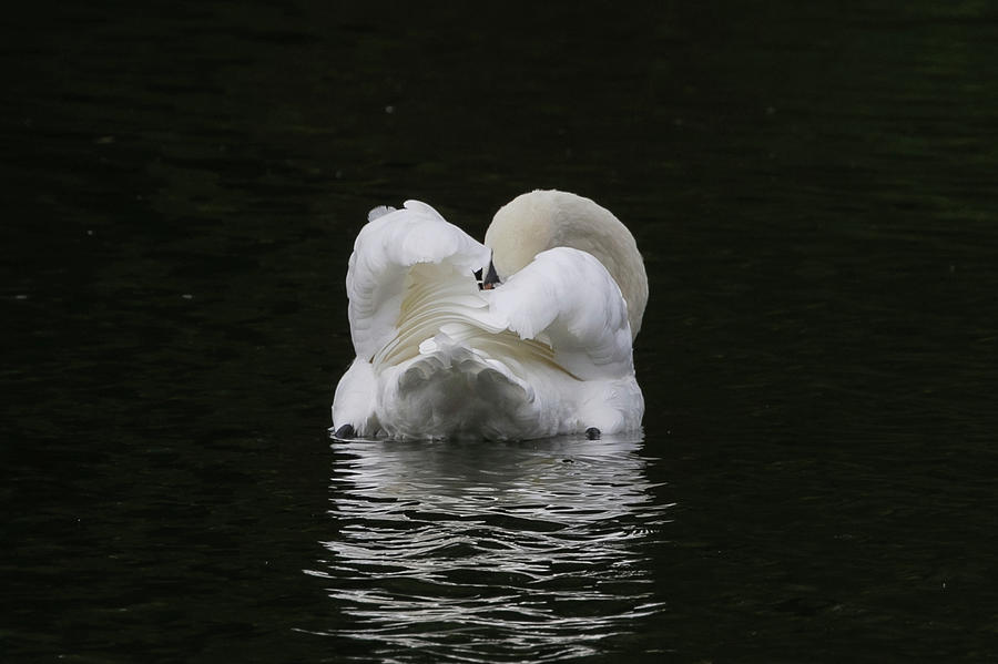 Mute Swan #1 Photograph by Wendy Cooper