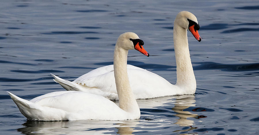 Mute Swans #1 Photograph by Jeffrey PERKINS