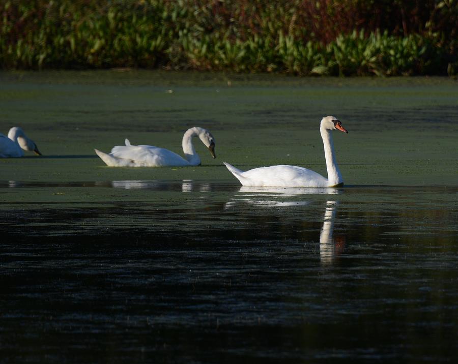 Mute Swans Photograph by Joe Walmsley - Fine Art America