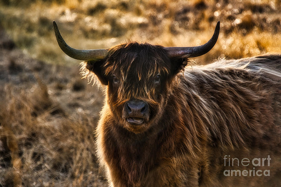 My Best Side by Stan Townsend My Best Side by Stan Townsend