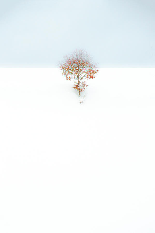 My favorite Tree #2 Photograph by Imi Koetz