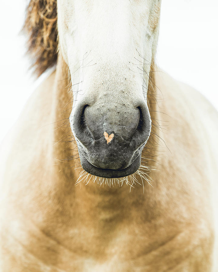 My Heart - Horse Art Photograph by Lisa Saint