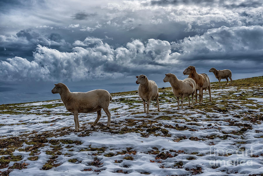 My Sheep Hear My Voice #1 Photograph by Thomas R Fletcher