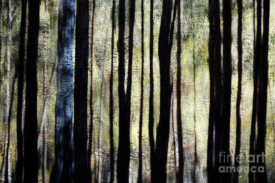 Mystical Forest #1 Photograph by Dariusz Gudowicz