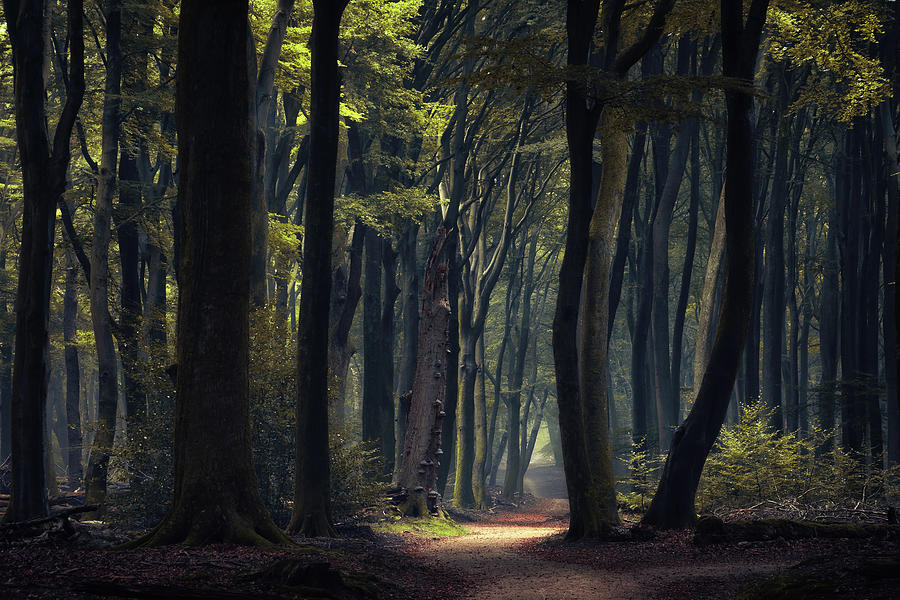 Mystical forest #1 Photograph by Martin Podt - Pixels
