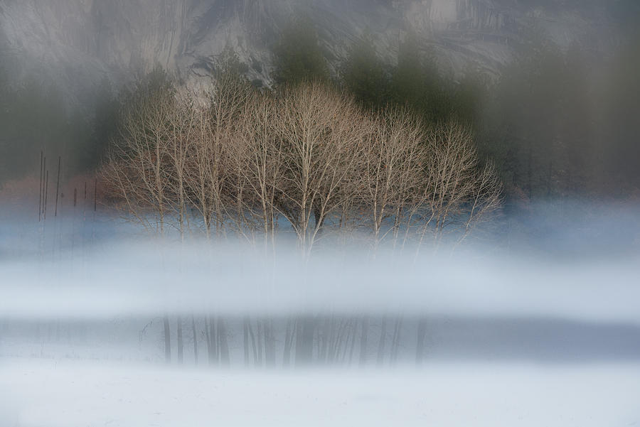 Naked aspens in the Yosemite fog by Alessandra RC Naked aspens in the Yosemite fog by Alessandra RC