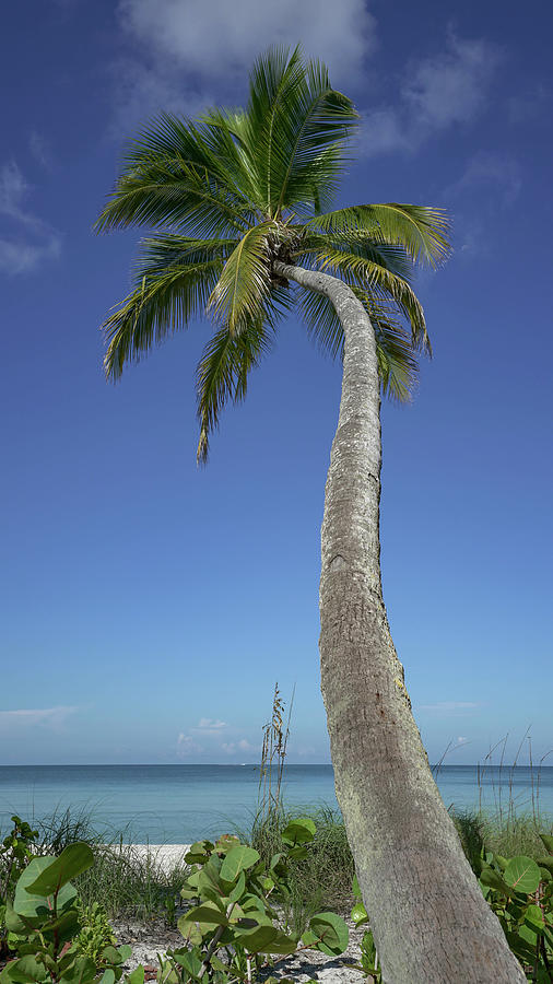 Naples Palm  #1 Photograph by Joey Waves
