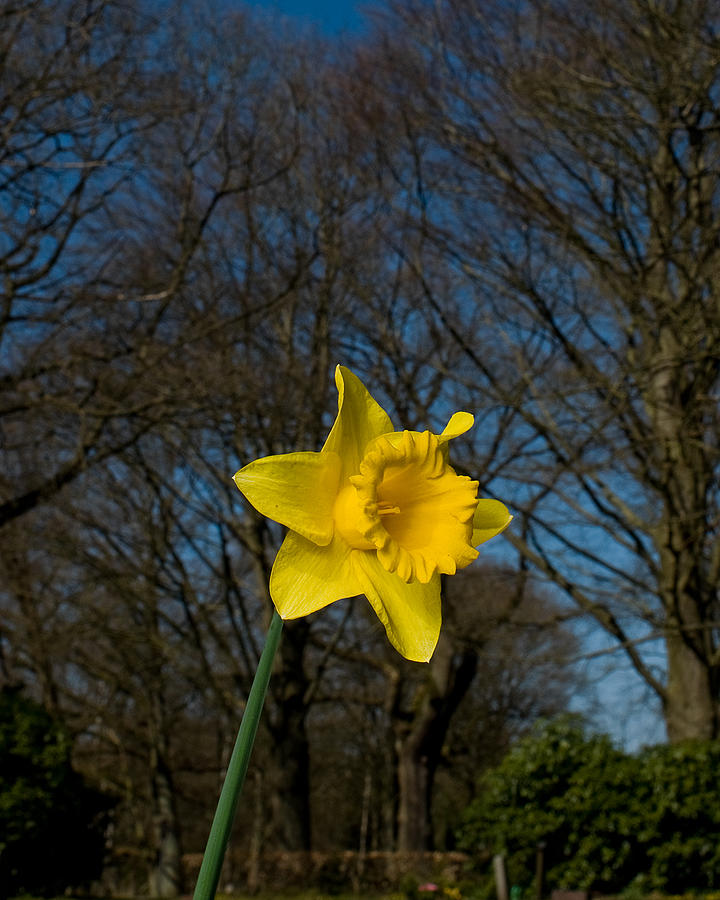 Narcissus Flower Photograph