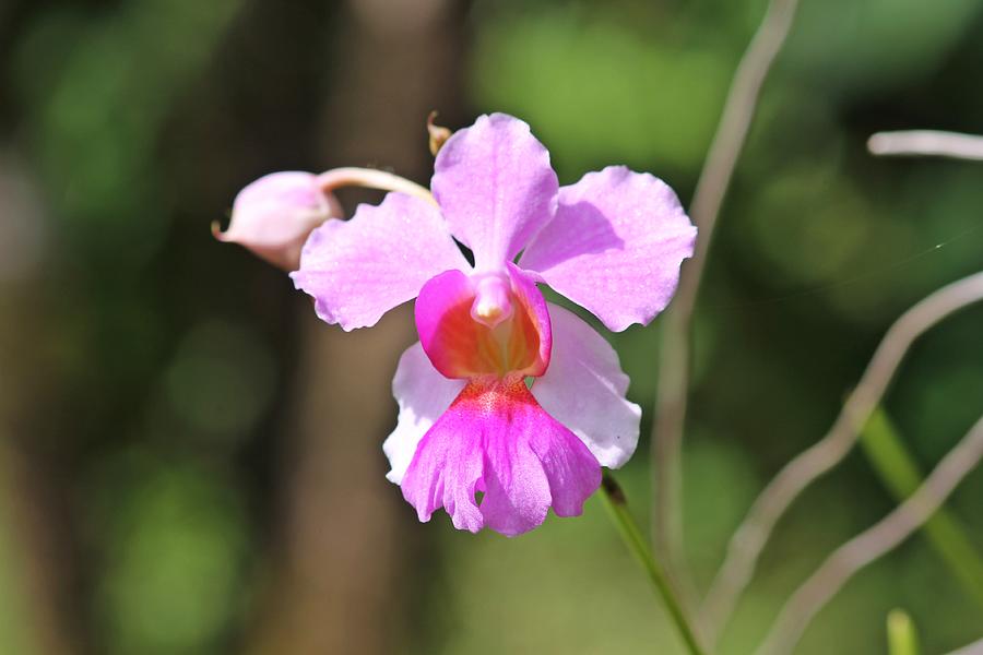 National flower of Costa Rica - Guaria morada Photograph by Jurgen Bode ...