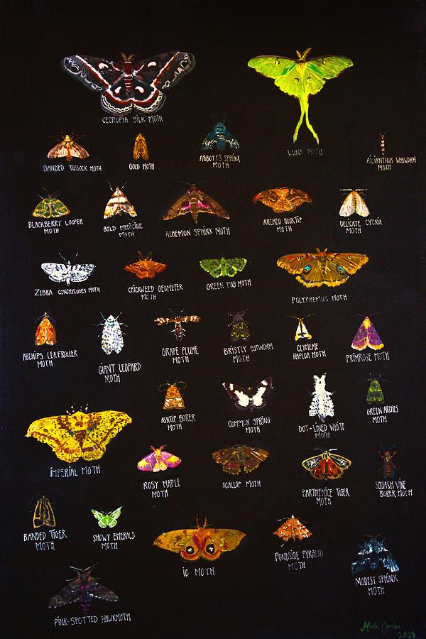 Native Moths of Virginia Painting by Miwa Combs - Fine Art America