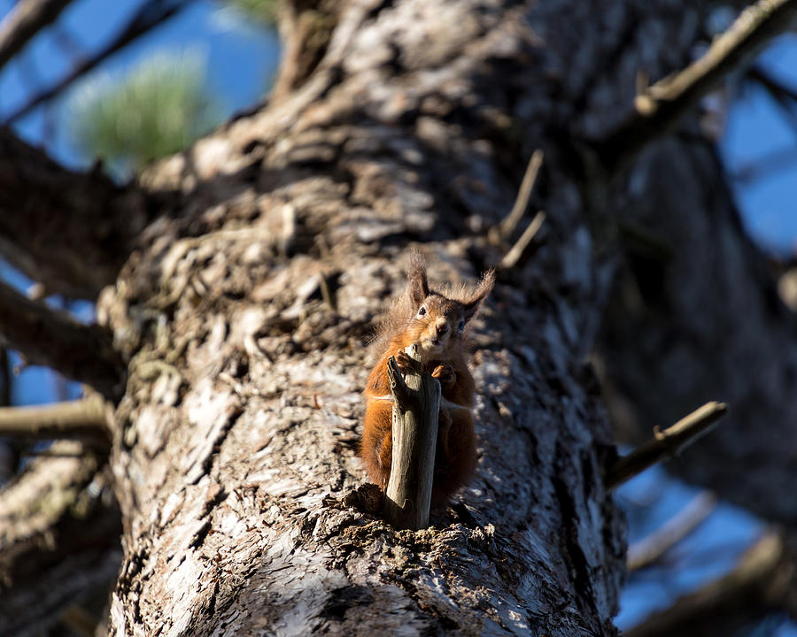 Native red squirrel #1 Photograph by s0ulsurfing - Jason Swain