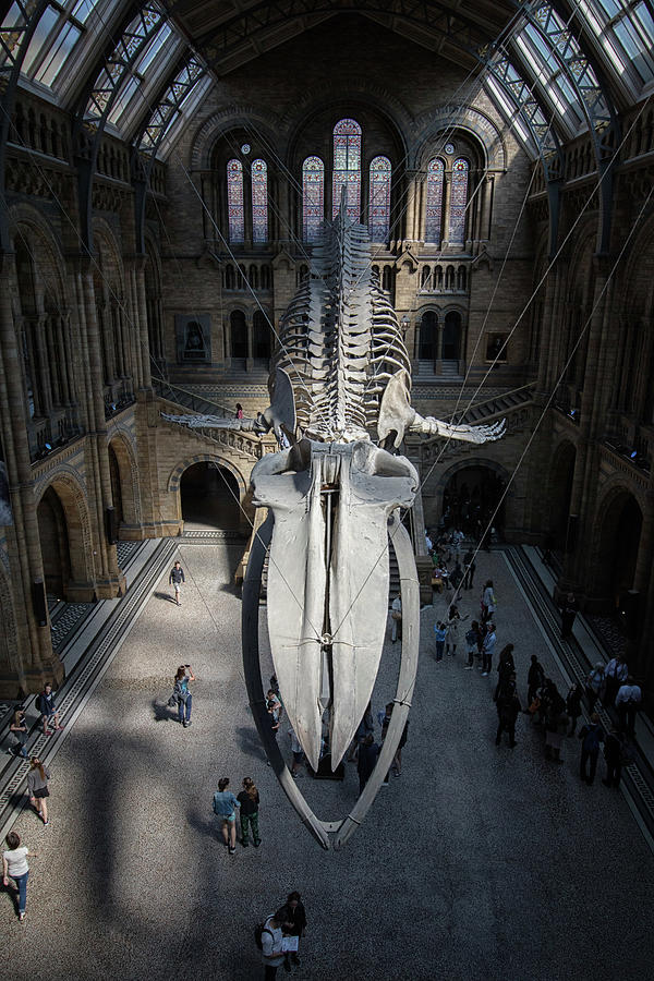 Natural History Museum #1 Photograph by Martin Newman