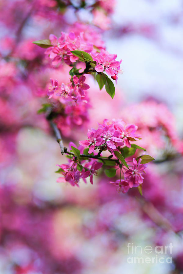 Nature background with wonderful pink blossomed spring flowers o Photograph  by Dragos Nicolae Dragomirescu - Fine Art America