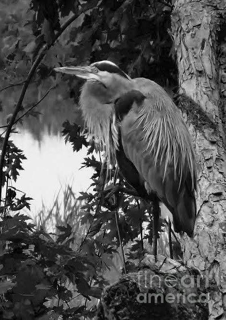 Great Blue Heron Photograph by Marilyn Smith