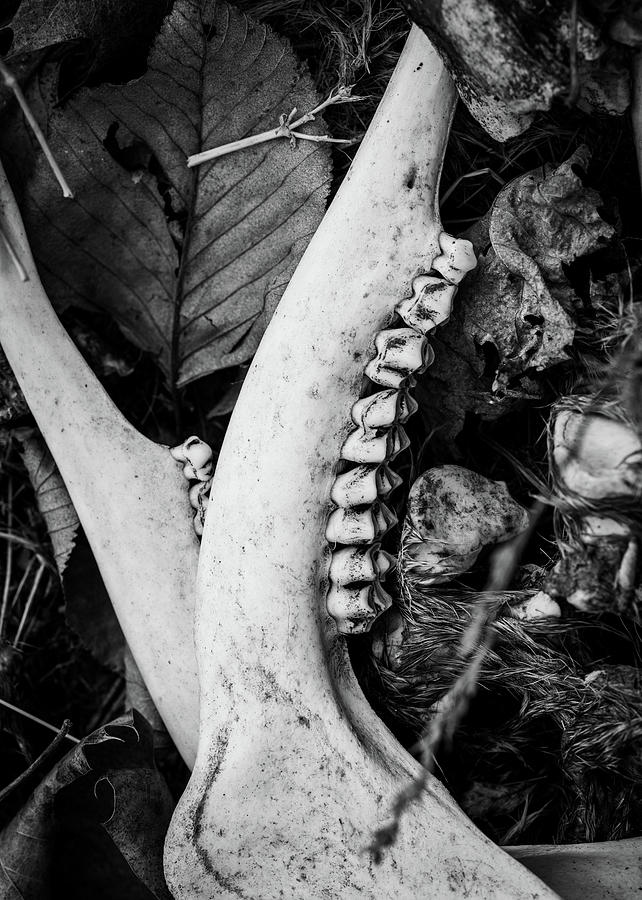 Nature Photography - Bones Photograph by Amelia Pearn