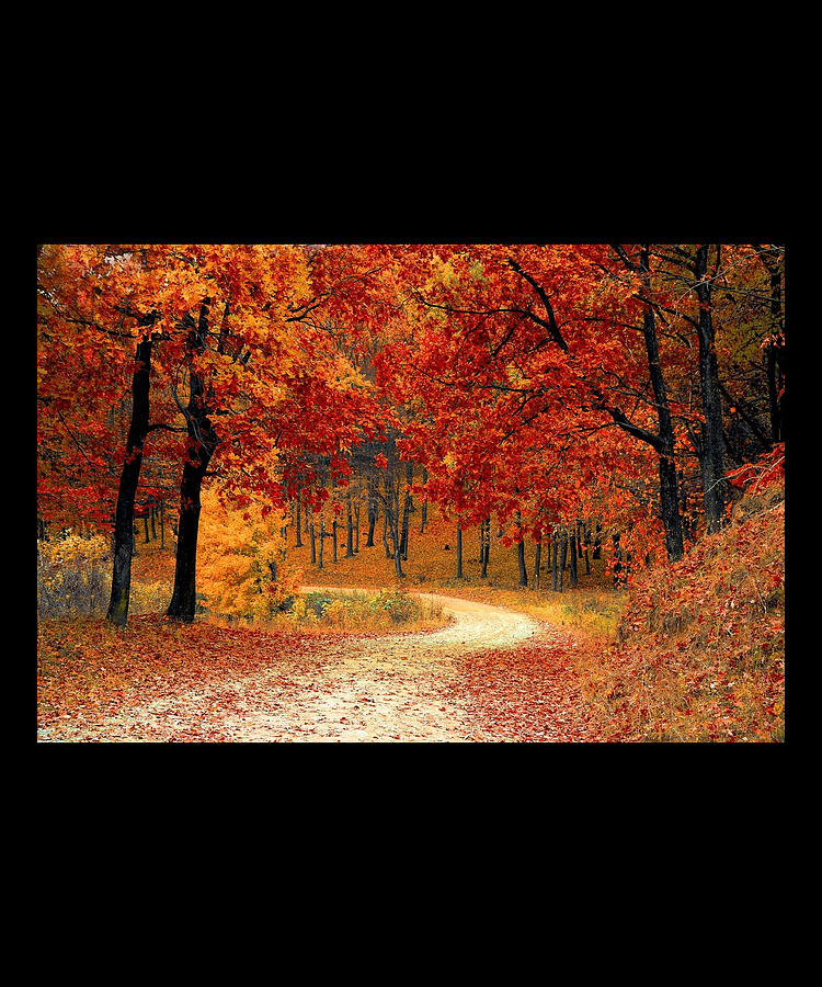 Nature wall Art - Autumn Fall Leaves Scene #1 Digital Art by Caterina Christakos