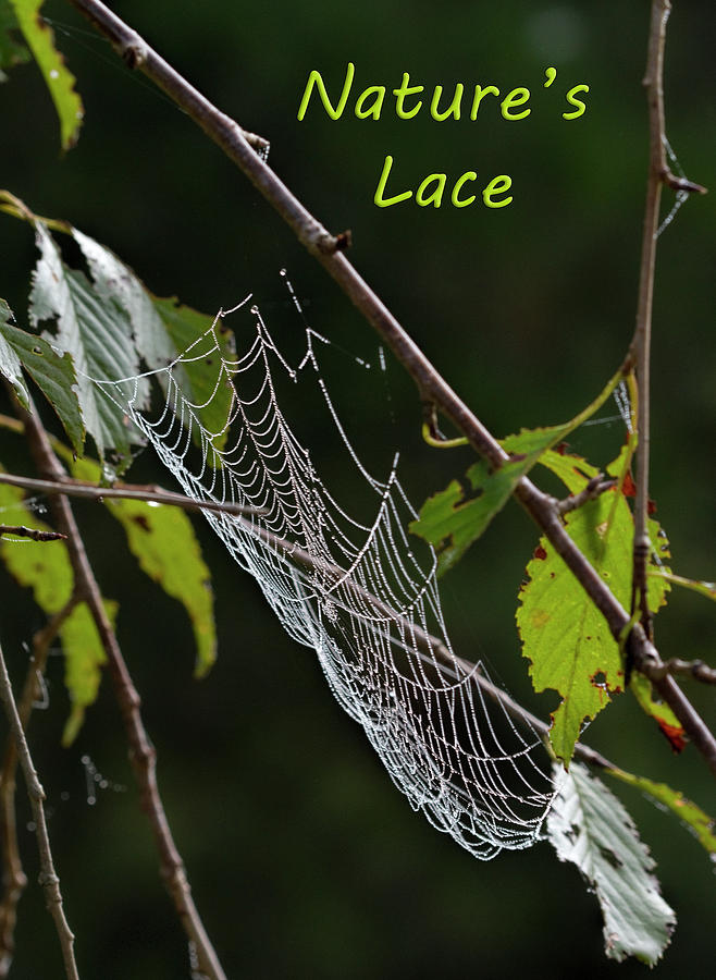 Natures Lace #1 Photograph by Kathy Clark