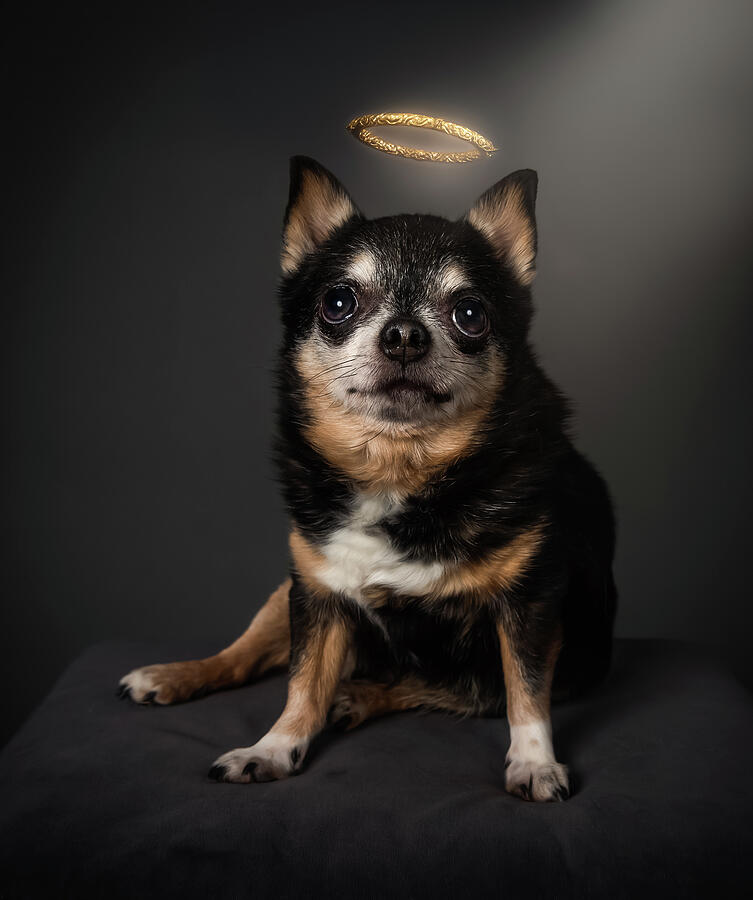 Dog Photograph - Naughty Chihuahua #2 by Tracy Munson