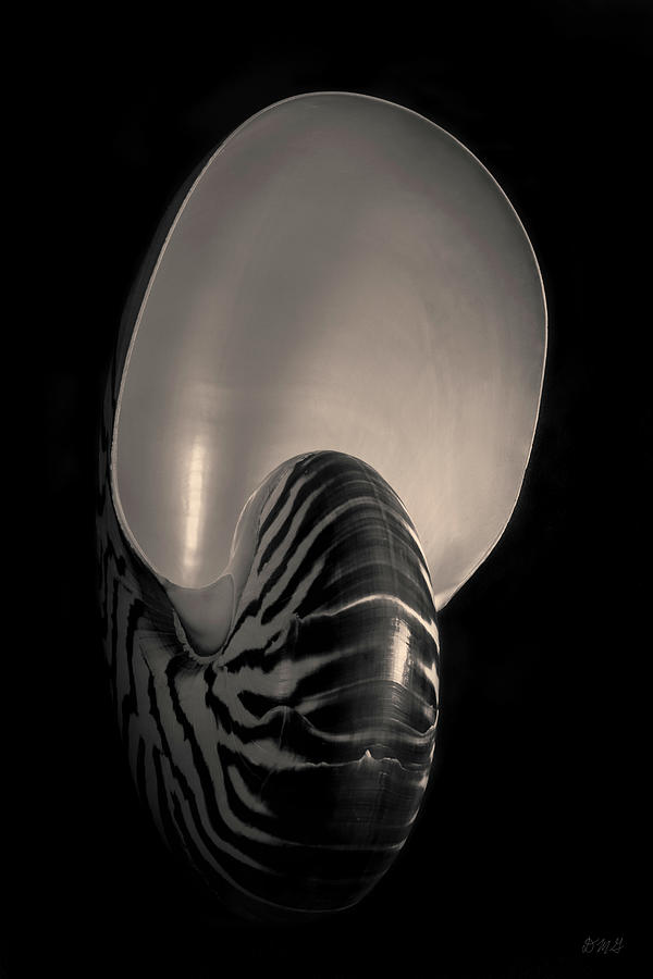 Black And White Photograph - Nautilus Shell IV Toned by David Gordon